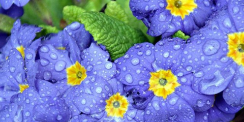 Prvosenka (primula) abcházská (bez stonků): rostoucí ze semen, foto